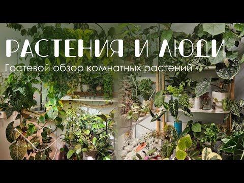 Видео: Растения и люди: Обзор комнатных растений у Ани.