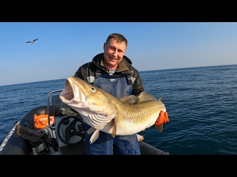 Видео: ОСЕННЯЯ ТРОФЕЙНАЯ РЫБАЛКА В БАРЕНЦЕВОМ МОРЕ / AUTUMN TROPHY FISHING IN THE BARENTS SEA