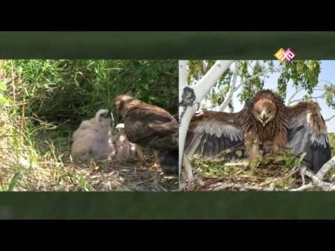 Видео: "Заповедники Казахстана" - Наурзумский заповедник (0028) 12.07.16