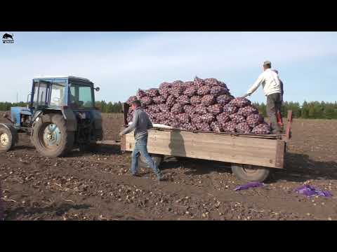 Видео: Большим трудом достается картофель