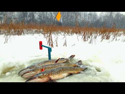 Видео: ПОПАЛ НА ЖОР ЩУКИ!! РЫБАЛКА НА ЖЕРЛИЦЫ 2023-2024.ЗИМНЯЯ РЫБАЛКА НА ЩУКУ.ПЕРВЫЙ ЛЁД 2023-2024.