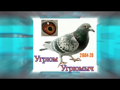 Видео: Угрюм Угрюмыч мой Чемпион с 900