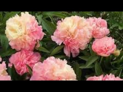 Видео: Пополняю коллекцию «Пионов Благодолья». Роскошные , любимые ❤️#нравится#пионы