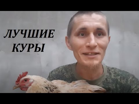 Видео: Породы кур для самообеспечения - какие они?