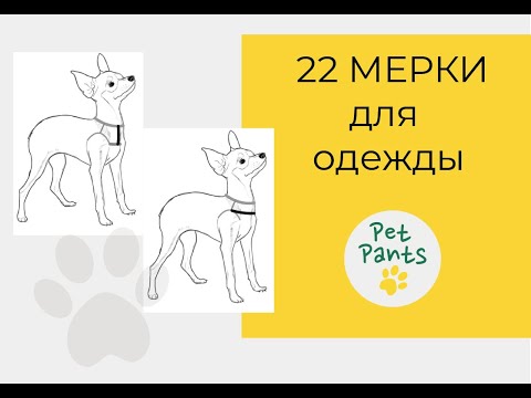 Видео: Как снять мерки с собаки?