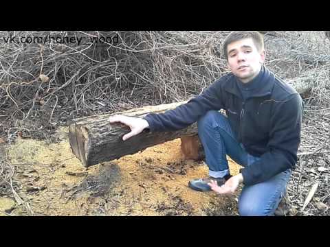 Видео: Древесина облепихи