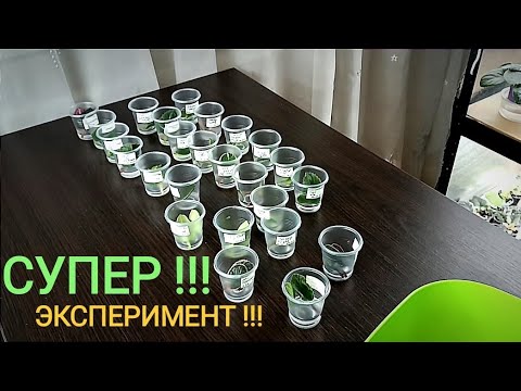 Видео: БЫСТРО И МНОГО ДЕТОК ??? ПРОВЕРЯЕМ СПОСОБ НЕОБЫЧНОГО УКОРЕНЕНИЯ !!!