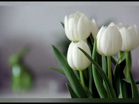 Видео: Как выращивать тюльпаны на окне зимой. 