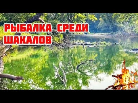 Видео: Два дня на дикой реке: рыбалка, костер, палатки и дикая природа