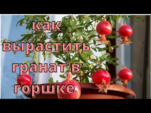 Видео: Как вырастить гранат из косточки