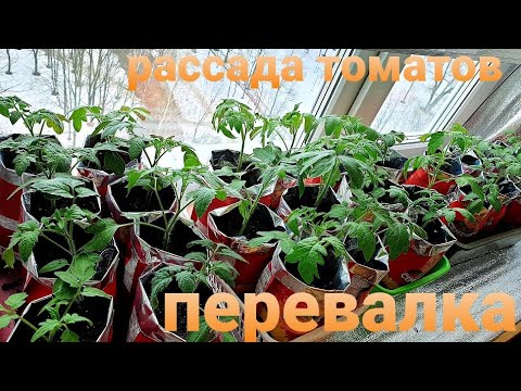 Видео: Перевалка томатов Как сделать Рассада будет сильной с  хорошей корневой