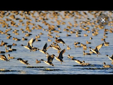 Видео: Уток было миллион,но хрен возьмешь!