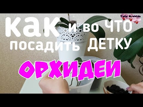 Видео: ПОСАДКА детки ОРХИДЕИ фаленопсис КАК посадить ДЕТКУ орхидеи орхидея orchid orchids