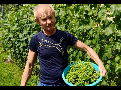 Видео: Самая сложная работа с виноградом. Нормировка гроздями виноградных кустов.