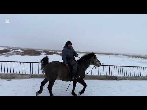 Видео: Охота на зайца на лошадях по свежим следам #айгыр #коневодство #лошади #охота#кони #жылкы #