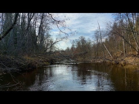 Видео: Тихвинка. Апрель. Завалы.   Часть 2.