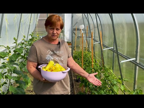 Видео: Подкормка перца травяным настоем.