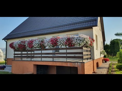 Видео: Петуния Виста на балконе.