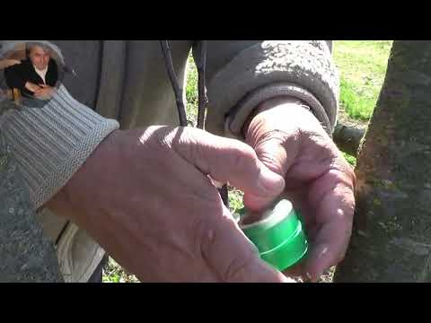 Видео: СЛИВА щеплення на прищепі в розщеп