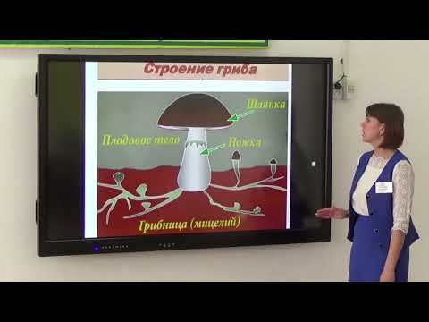 Видео: Васильева Ю.Ю. - Отличительные признаки грибов