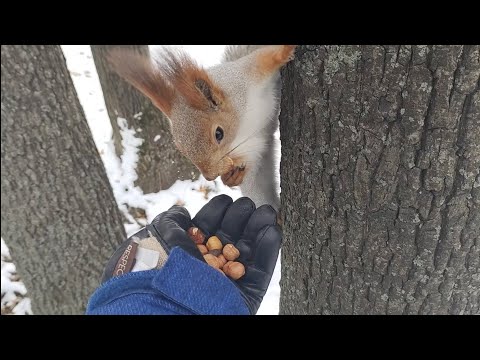 Видео: Три белки у пруда. Резвятся, прячут орехи, есть не хотят.