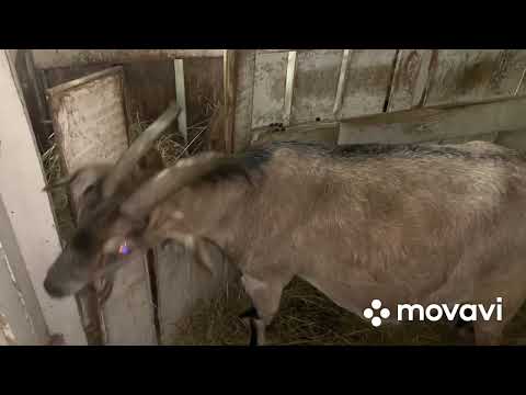 Видео: Козы.Поставила козам Седимин//