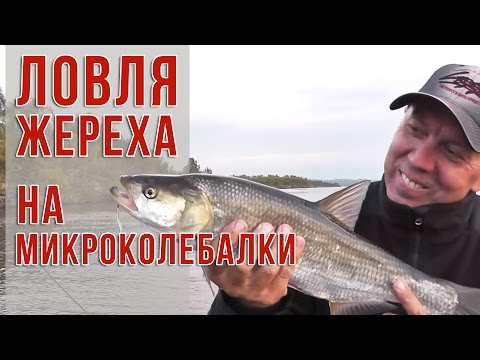 Видео: Ловля жереха на микроколебалки