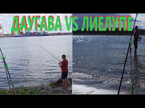Видео: Рыбалка в августе / Даугава vs Лиелупе / Вимба клюет по две сразу / Латвия Прибалтика 4к