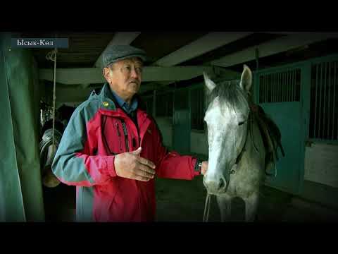 Видео: Мал чарбачылыгы Асыл тукум жылкылар