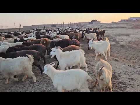 Видео: Таңғы шаруа  |  Бордақы малдар