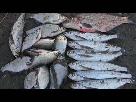 Видео: Десна. Лещ на утренней зорьке.  Чехонь доминирует в обед