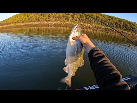 Видео: ГОРБУША  "УДАЧНОЕ ОТКРЫТИЕ СЕЗОНА В БАРЕНЦЕВОМ МОРЕ" / pink salmon