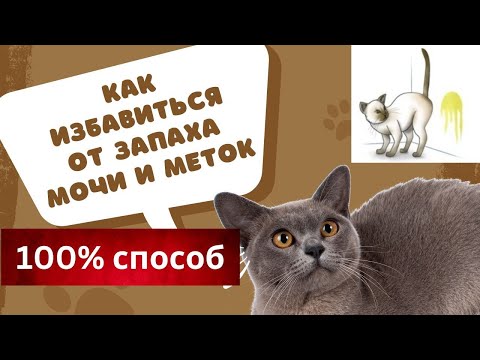 Видео: Как ИЗБАВИТЬСЯ от запаха Кошачьей МОЧИ и МЕТОК самца | Самое ЛУЧШЕЕ Средство | ЭФФЕКТИВНО на 10000%