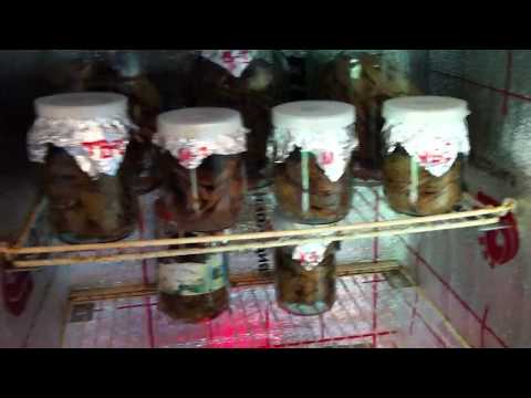 Видео: Шкаф для ферментации табака (The box for the fermentation of tobacco)