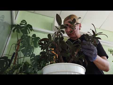 Видео: Реанимируем фикус Ficus elastica «Melany» "Институтский заморыш" (часть 2)