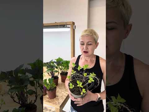 Видео: Как выглядят мои гортензии, которые я Вам отправляю.