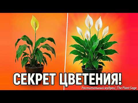 Видео: ВСЕГО 1 СТАКАН — И СПАТИФИЛЛУМ ВЗОРВЁТСЯ ПЫШНЫМ ЦВЕТЕНИЕМ! 🌿 СПАТИФИЛЛУМ: УДОБРЕНИЕ