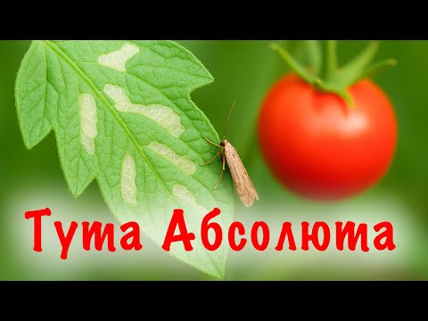 Видео: ТУТА АБСОЛЮТА: Най-опасният враг на доматите! Как да я спрем навреме?