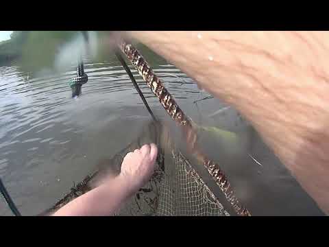 Видео: ВЕДРО РАКОВ ЗА ЧАС! Как наловить много раков в пруду.