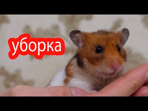 Видео: Уборка у хомяков и крыс