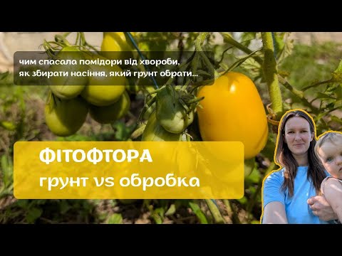 Видео: Фітофтора. Чим обробляти помідори?