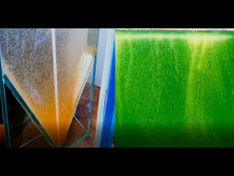 Видео: КУЧА ЛУЧШЕГО КОРМА ДЛЯ РЫБОК(АРТЕМИЯ)artemia