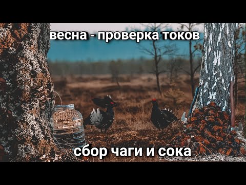 Видео: Весна проверка токов, сбор чаги и тест монокуляра iRay Zoom ZL38