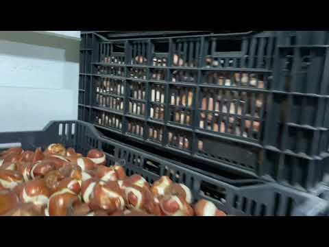 Видео: Охлаждение  луковиц тюльпанов-важный этап в получении качественного цветка.09.11.2025.