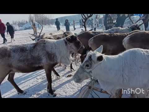 Видео: День оленевода 1 марта 2025 года в Якутии в Нерюнгри возле посёлка Иенгра и Золотинка на реке Иенгра