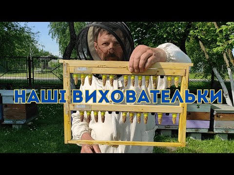 Видео: Сім'я вихователька від формування до відбору маточників.