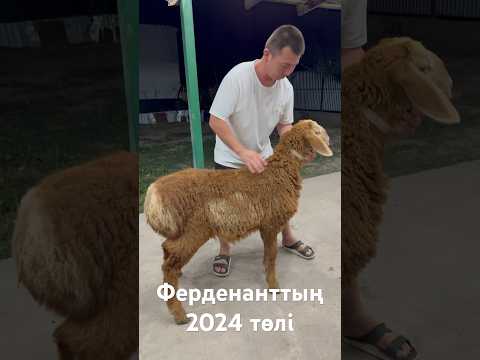 Видео: Ферденаттың 2024 төлі #арашан #гиссар #animals