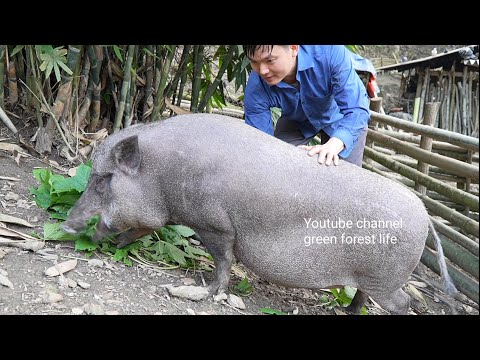 Видео: Свинья вот-вот родит.  Выращивайте бананы и папайю.  Роберт |  Зеленая лесная жизнь