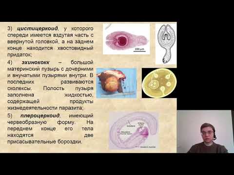 Видео: Биология. Плоские черви ч.2.  Ленточные черви