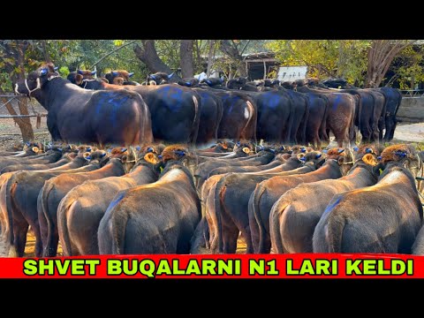 Видео: SHBET BUQALARNI OPTOM JOYI✅✅✅31 октября 2025 г.